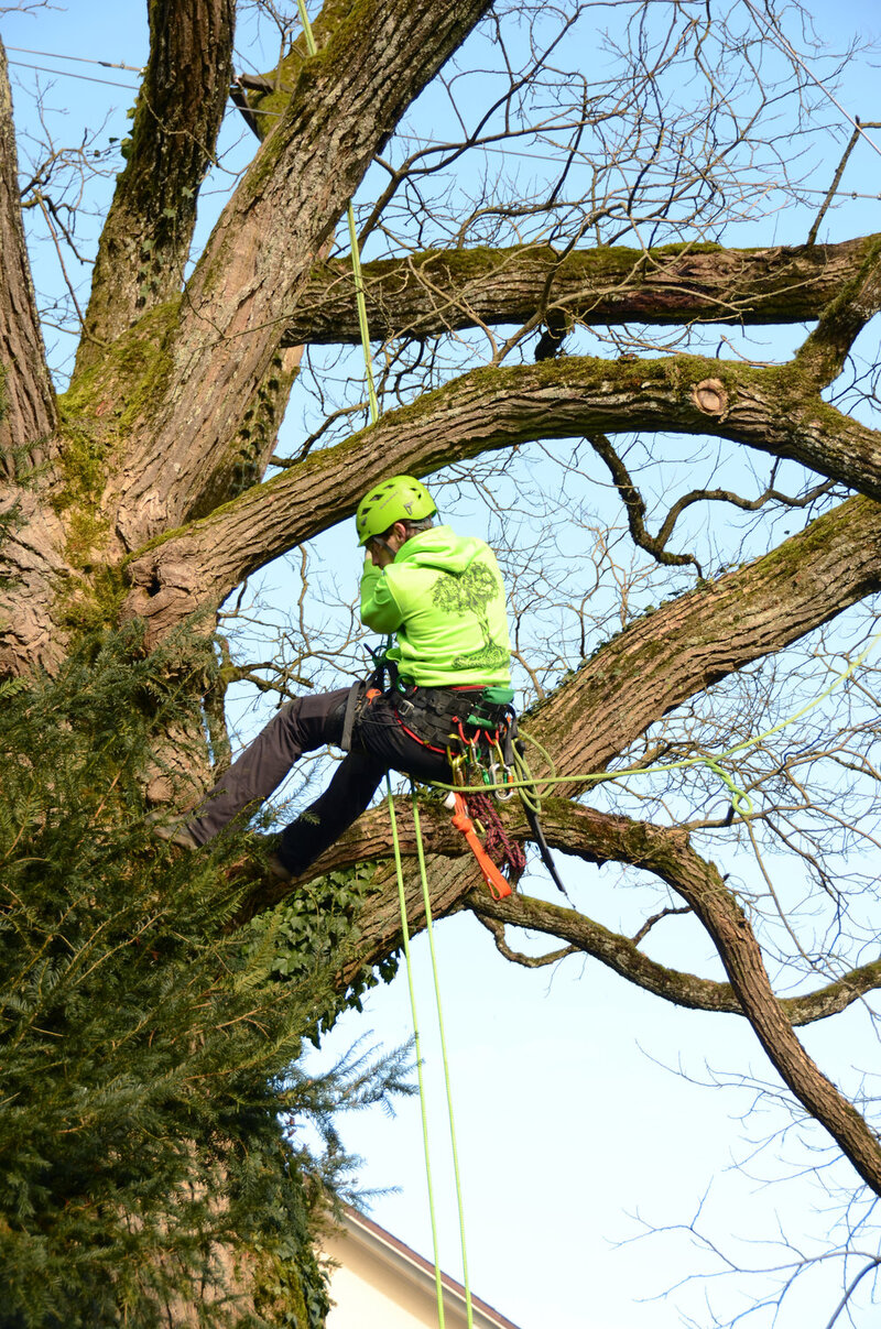 Baumpfleger am Seil hängend bei der Arbeit an einem grossen alten Baum
